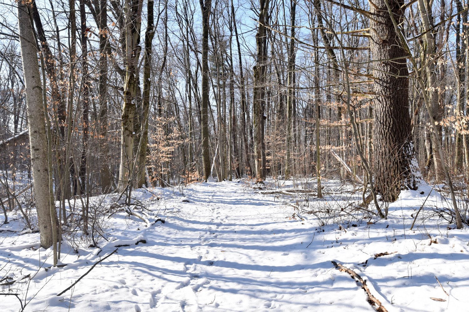 Winter Back Trails